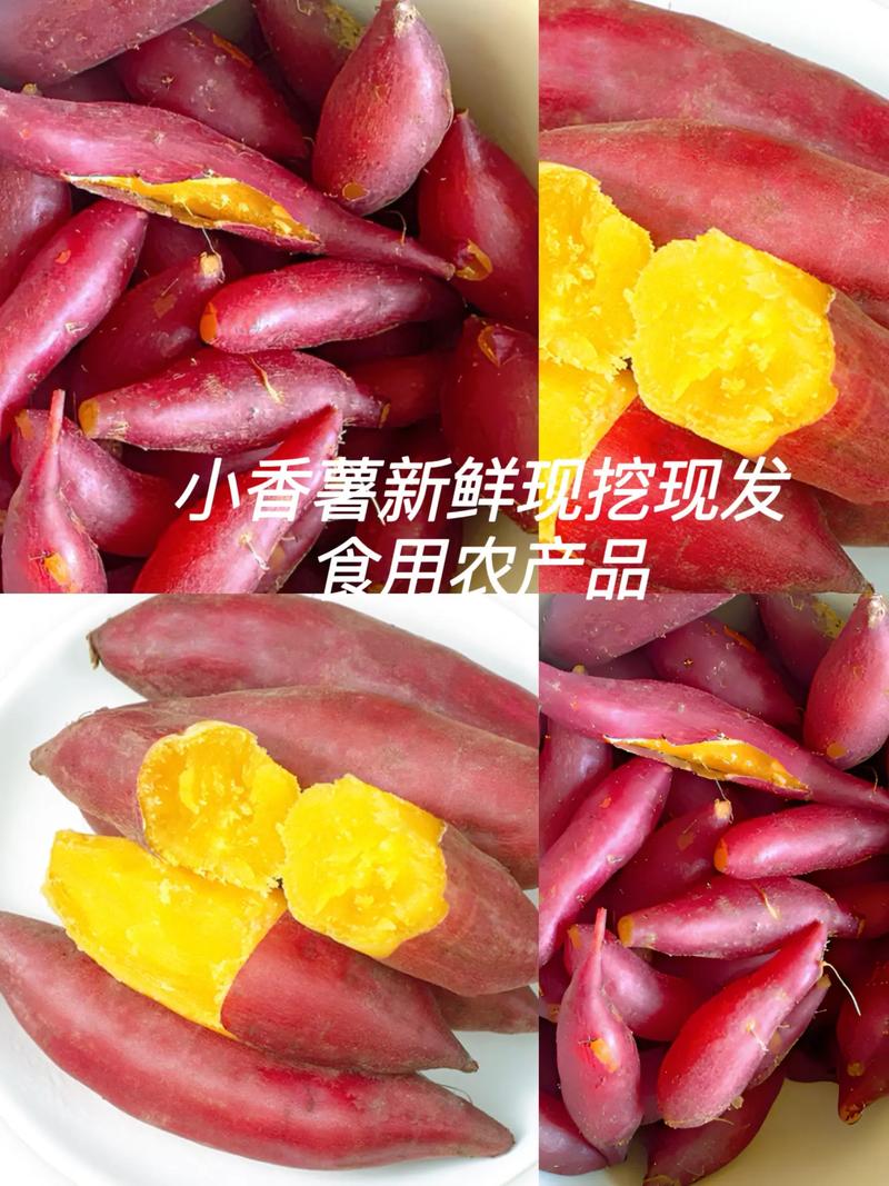 临安天目山小香薯 一家衣家的土地情书，现挖现发的甜蜜馈赠