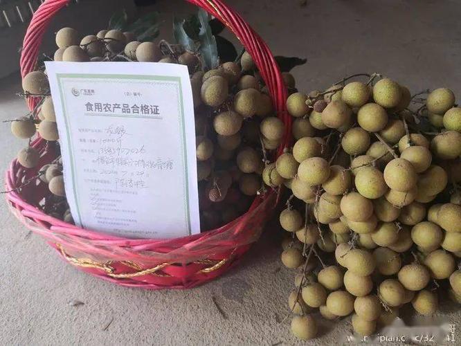 高山龙眼种植基地开出该基地今年第一份"广东追溯 食用农产品合格证"