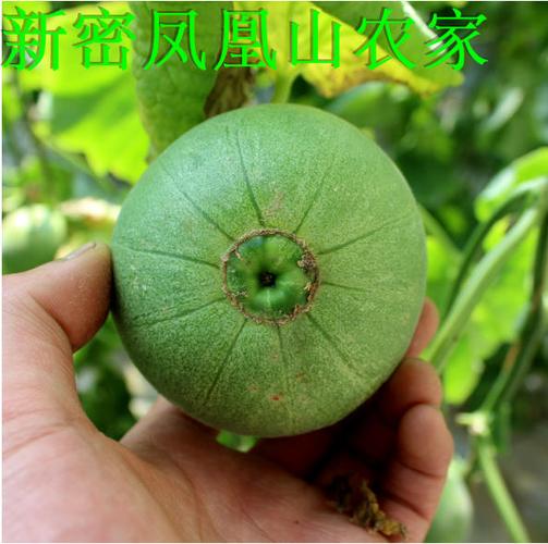 农家新鲜青皮绿蜜超甜脆香香瓜甜瓜时令孕妇水果食用农产品500g
