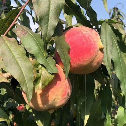 中国大陆 省份:云南省 城市:大理白族自治州 包装方式:食用农产品 净